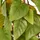 Creativ green Kunstbaum CREATIV GREEN "Philodendron scandens", grün, H:95cm, Obermaterial: 100% Kunststoff, Kunstpflanzen, in Pyramidenform
