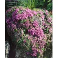 Pflanzen Für Dich Thymus doerfleri 'Bressingham Seedling', Teppichthymian, rosa,