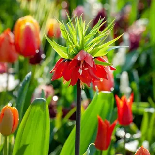 Plant in a Box - Kaiserkronen - 3 Stk - Fritillaria rubra Blumenzwiebeln - Orange