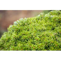 Pflanzen Für Dich Abies koreana 'Kristallkugel', Tanne, kompakt, 15–20