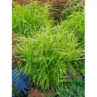Pflanzen Für Dich Carex muskingumensis 'Silberstreif', Segge, grün-weiß, ca.