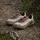 adidas Terrex Trailmaker 2 GTX SL Schuhe (Größe 42