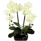 Orchidee im Topf