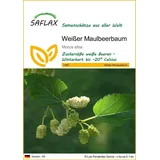 SAFLAX - Weißer Maulbeerbaum - 200 Samen - Morus alba
