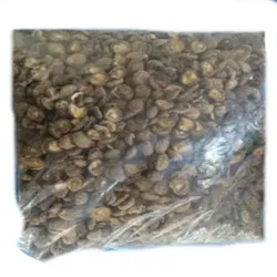 Shimeijian Shiitake Pilze 2.5kg