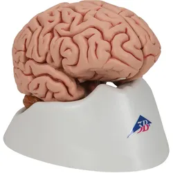 Menschliches Gehirnmodell "Klassik", 5-teilig - 3B Smart Anatomy