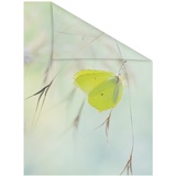 Lichtblick Fensterfolie Schmetterling grün B/L: ca. 100x100 cm (B x L)