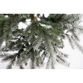 Evergreen Weihnachtsbaum Cedar Kiefer Frost 210 cm