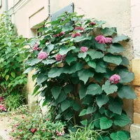 Pflanzen Für Dich Clerodendrum bungei Losbaum 80-100 cm
