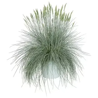 Piardino Blauschwingel  (Festuca glauca 'Intense Blue', Topfgröße: 23 cm)