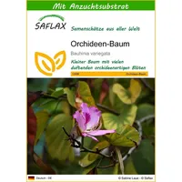 SAFLAX - Orchideen-Baum - 8 Samen - Mit keimfreiem