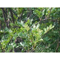 Szechuanpfeffer Zanthoxylum schinifolium Pflanze 70-80cm Japanischer Pfeffer