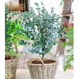 BALDUR Garten Zierstrauch Eukalyptus Azura
