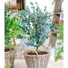 BALDUR Garten Zierstrauch Eukalyptus Azura