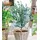BALDUR Garten Zierstrauch Eukalyptus Azura