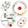 Mambocat Pizzateller 31 cm Grün/Rot/Weiß 6er Set