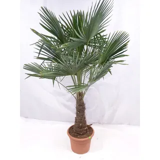 XXL Winterharte Palme XXL Stamm 40-50 cm - Trachycarpus fortunei "Chinesische Hanfpalme" 160-170 cm
