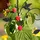 Relaxdays Rankhilfe Blumendesign 110 x 34 cm Schwarz