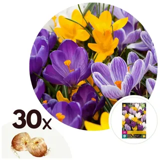 Plant in a Box - Krokuszwiebeln - 30 Stk - 'Large Flowering Mix' - Blumenzwiebeln - Mehrfarbig