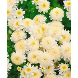 PlantaPro Tanacetum parthenium 9x9 cm Topf – Mehrjährig & Pflegeleicht – Mutterkraut – Staude für Beet & Rabatte