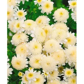 PlantaPro Tanacetum parthenium 9x9 cm Topf – Mehrjährig & Pflegeleicht – Mutterkraut – Staude für Beet & Rabatte