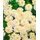 PlantaPro Tanacetum parthenium 9x9 cm Topf – Mehrjährig & Pflegeleicht – Mutterkraut – Staude für Beet & Rabatte