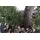 Botanic-Haus Kunstbonsai Ceder Bonsai Ceder, Botanic-Haus, Höhe 45 cm grün