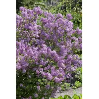 Pflanzen Für Dich Syringa meyeri 'Lillifee' ®, Zwergflieder, lila,