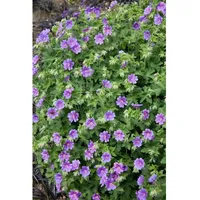 Pflanzen Für Dich Geranium x magnificum 'Anemoniflorum' Storchschnabel, ca.