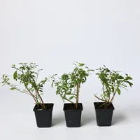 Plant in a Box - Blaues Nachtschatt - 6