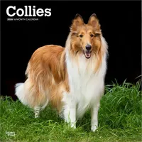 BrownTrout / Flechsig Collies - Langhaarcollie 2026 - 16-Monatskalender