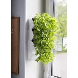 AQUAEL Versa Garden Herbs grüne Wand Pflanzen-Wandmodul