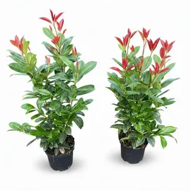 pflanzen-boering 10x Kirschlorbeer Genolia® 60-80 cm - Immergrüne Heckenpflanzen - für - Sichtschutz Pflanzen schnel...
