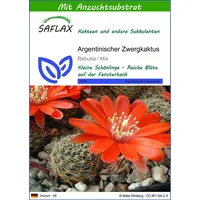 SAFLAX - Kakteen - Argentinischer Zwergkaktus - 40 Samen