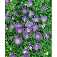 Pflanzen Für Dich Campanula Carp.v.turbin. Karl Foerster', ca. 9x9