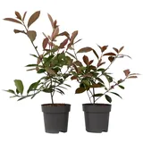 Plant in a Box - Photinia fraseri 'Red Robin' Höhe 30-40cm