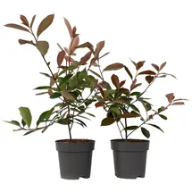 Plant in a Box - Photinia fraseri 'Red Robin' Höhe 30-40cm