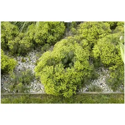 Euphorbia cyparissias 'Fens Ruby', Wolfsmilch, ca. 9x9 cm Topf