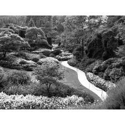 Fototapete PAPERMOON "Garten Schwarz & Weiß", schwarz (schwarz, weiß), B:2,50m L:1,86m, Vlies, Tapeten