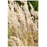 Pflanzen Für Dich Achnatherum calamagrostis, Silberährengras, ca. 9x9 cm