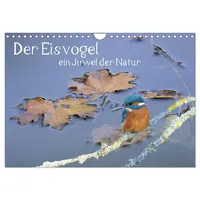 Calvendo Der Eisvogel, ein Juwel der Natur (Wandkalender 2026