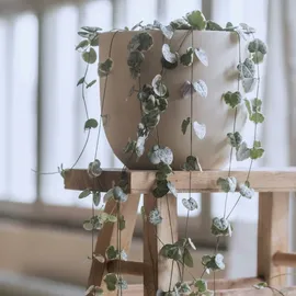 Plant in a Box - Leuchterblume - Ceropegia linearis Woodii - Höhe 20-30cm