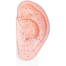 Akupunkturmodell Ohr Anatomisches Ohrmodell HeineScientific Ohr-Modell