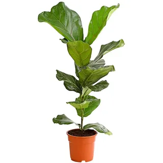 Dehner Geigenfeige, Ø Ficus lyrata, Grün