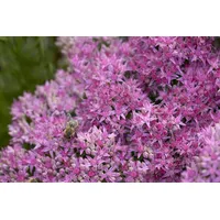 Pflanzen-für-dich.de Sedum spectabile 'Carl' p 1