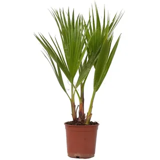 Plant in a Box - Washingtonia robusta Höhe 50-60cm