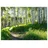 WallArena - Vlies Fototapete Wald Landschaft 400x280 cm - Fototapeten - Tapeten - für Wohnzimmer Schlafzimmer - Vliestapete Wandtapete Tapete 3D Effekt- inkl. Kleister - Birken Natur Birkenwald grün