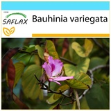 Saflax - - - 8 Samen - Mit Geschenkbox, Versandaufkleber, Geschenkkarte und Anzuchtsubstrat