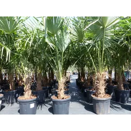 grünwaren XXL Palme winterhart 180 - 190 cm Trachycarpus fortunei, Hanfpalme,