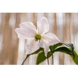 pflanzen-für-dich.de Pflanzen für Dich Kletterpflanze Clematis Hybride Mrs.Cholmondeley, 1 St., Waldrebe, langblühend